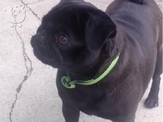 MOPS